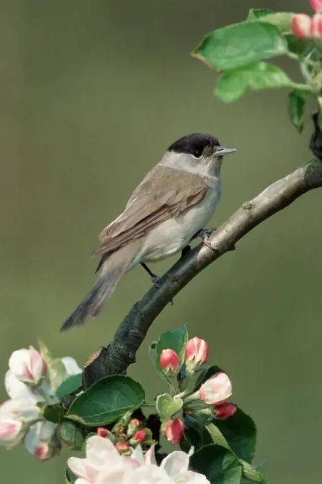 Framed Print : Blackcap male on branch with apple blossoms Framed Print : Blackcap male on branch with apple blossoms
