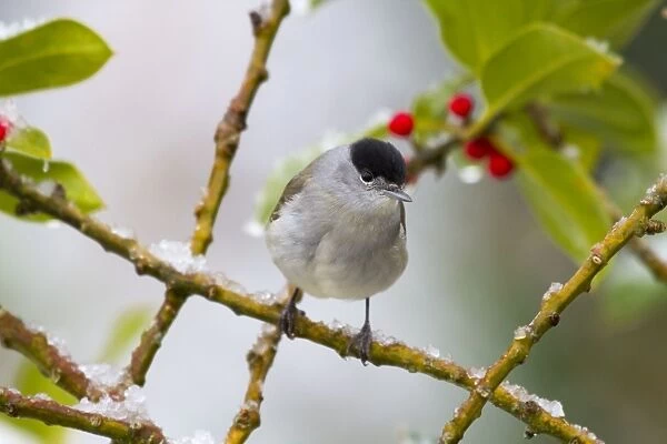 Blackcap - male - on holly - winter - Cornwall - UK