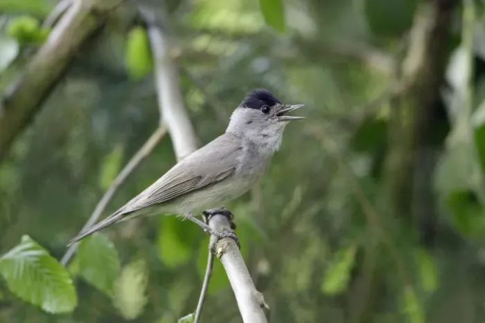 Framed Print : Blackcap - male singing, Lower Saxony, Germany Framed Print : Blackcap - male singing, Lower Saxony, Germany