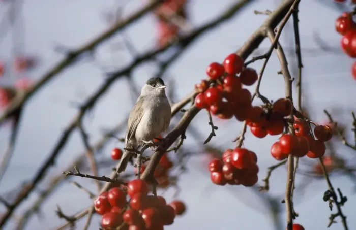Framed Print : Blackcap - male in winter Framed Print : Blackcap - male in winter