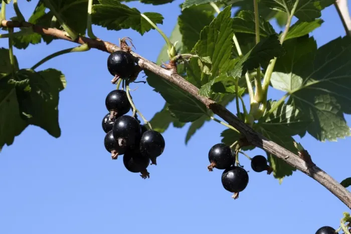 Framed Print : Blackcurrants - fruit on branch Framed Print : Blackcurrants - fruit on branch