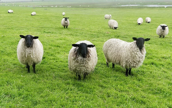 Blackface ewe, Northumberland, England, UK Date: 15-06-2012