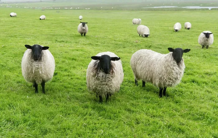 Framed Print : Blackface ewe, Northumberland, England, UK Date: 15-06-2012