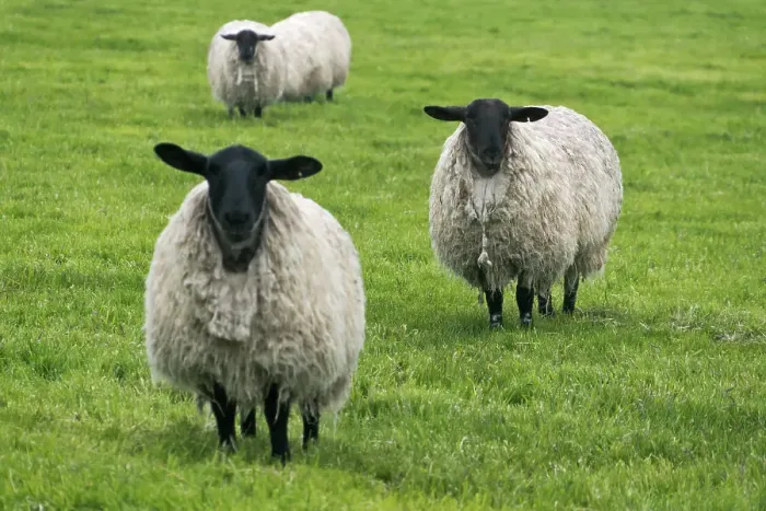 Framed Print : Blackface ewe, Northumberland, England, UK Date: 15-06-2012