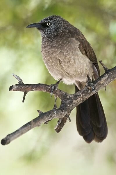 Blackfaced Babbler - perched on branch - uncommon localised resident - Etosha National Park - Namibia