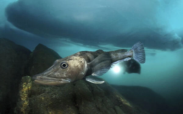 Blackfin icefish, Chaenocephalus aceratus, swimming under ice. Unlike other vertebrates, fish of the Antarctic icefish family (Channichthyidae) do not use haemoglobin to transport oxygen around their bodies; instead