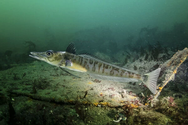 Blackfin icefish, Chaenocephalus aceratus, swimming close to seabed. Unlike other vertebrates, fish of the Antarctic icefish family (Channichthyidae) do not use haemoglobin to transport oxygen around their bodies; instead