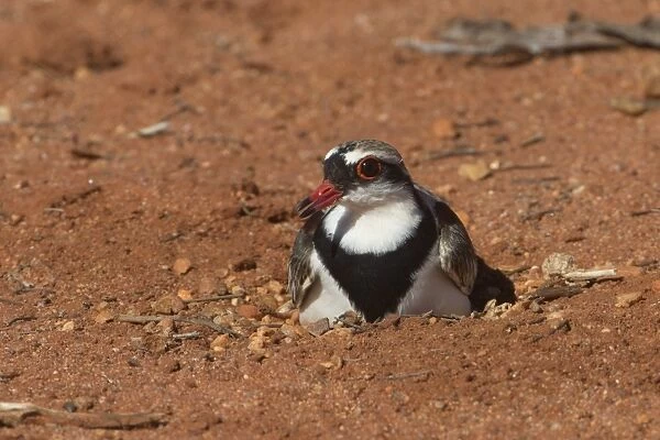 Blackfronted Dotterel incubating a three egg nest Papu