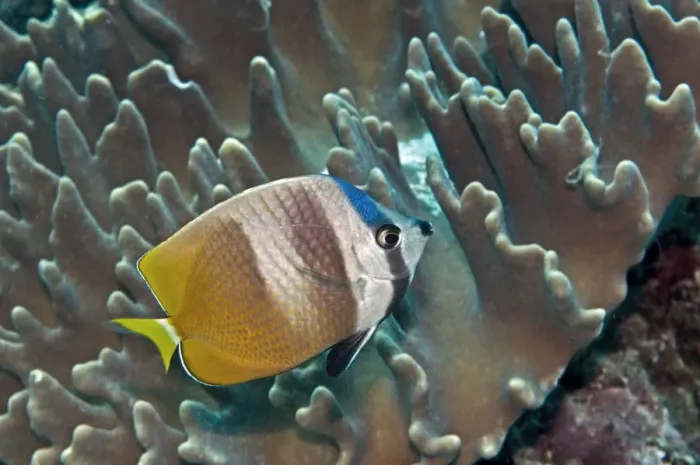 Framed Print : Blacklip Butterflyfish - Indonesia Framed Print : Blacklip Butterflyfish - Indonesia