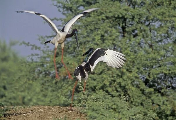 Blacknecked Storks - Performing courtship dance Keoladeo National Park, India