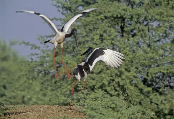 Framed Print : Blacknecked Storks - Performing courtship dance Keoladeo National Park, India Framed Print : Blacknecked Storks - Performing courtship dance Keoladeo National Park, India