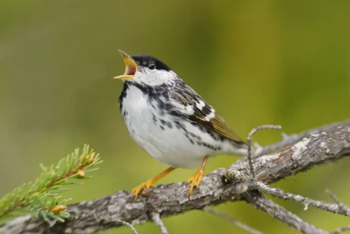 Framed Print : Blackpoll Warbler Framed Print : Blackpoll Warbler
