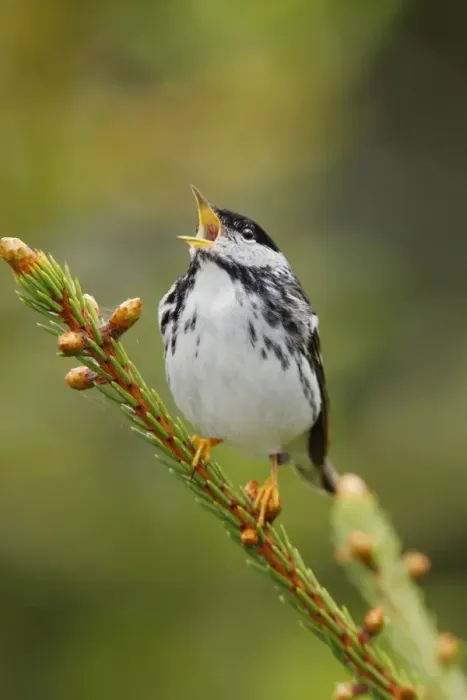 Framed Print : Blackpoll Warbler