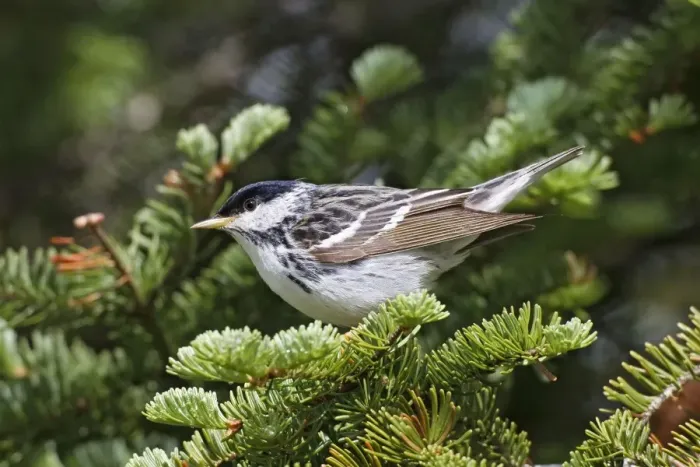 Framed Print : Blackpoll Warbler. Male on territory in spring. June in northern Maine, USA Framed Print : Blackpoll Warbler. Male on territory in spring. June in northern Maine, USA