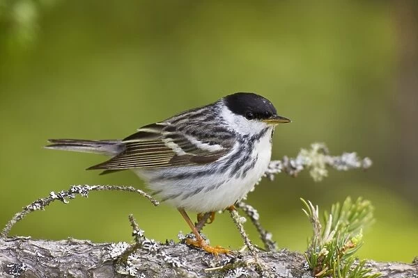 Blackpoll Warbler. Male on territory in spring. June in northern Maine, USA