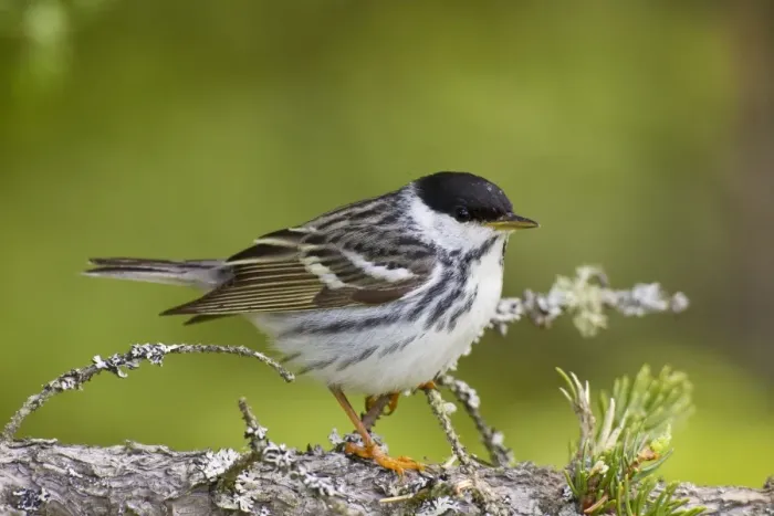 Framed Print : Blackpoll Warbler. Male on territory in spring. June in northern Maine, USA Framed Print : Blackpoll Warbler. Male on territory in spring. June in northern Maine, USA