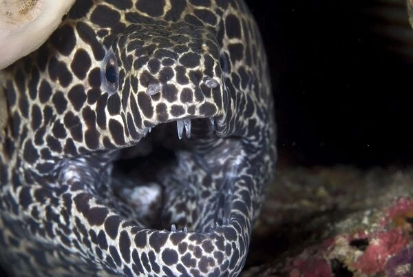 Blackspotted Moray with open mouth showing teeth