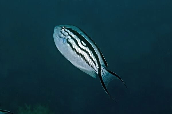 Blackstriped Angelfish - Indonesia