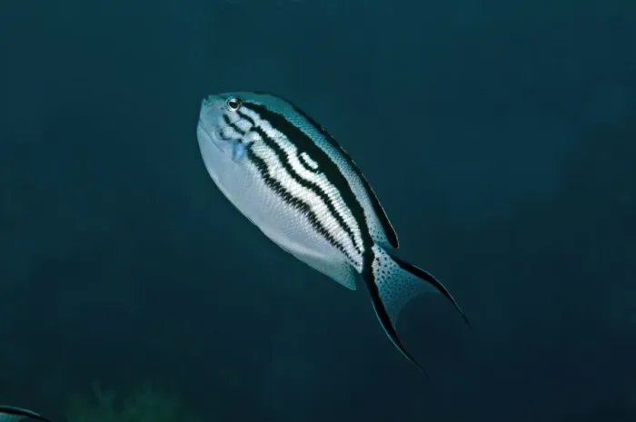 Framed Print : Blackstriped Angelfish - Indonesia Framed Print : Blackstriped Angelfish - Indonesia