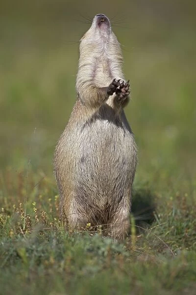 Blacktail Prairie Dog - engaged in Jump-yip behavior - A strong arch of the back or 'jump' followed by a shrill 'yip' - thought to occur when a predator has left the area and in territorial displays - Wyoming - USA