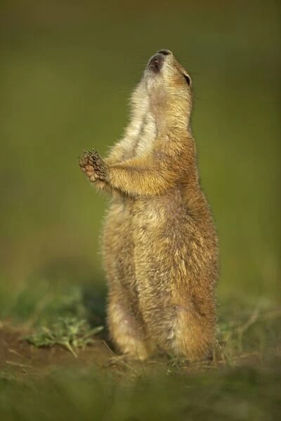 Blacktail Prairie Dog - engaged in Jump-yip behavior - A strong arch of the back or 'jump' followed by a shrill 'yip' - thought to occur when a predator has left the area and in territorial displays - Wyoming - USA
