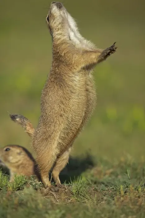 Framed Print : Blacktail Prairie Dog - engaged in Jump-yip behavior - A strong arch of the back or jump followed by a shrill yip - thought to occur when a predator has left the area and in territorial displays - Wyoming - USA Framed Print : Blacktail Prairie Dog - engaged in Jump-yip behavior - A strong arch of the back or jump followed by a shrill yip - thought to occur when a predator has left the area and in territorial displays - Wyoming - USA