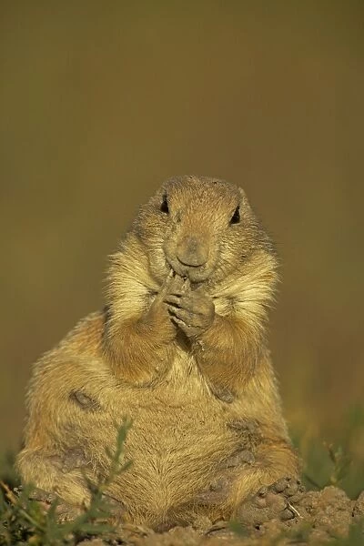 Blacktail Prairie Dog - with hand to mouth - Wyoming - USA