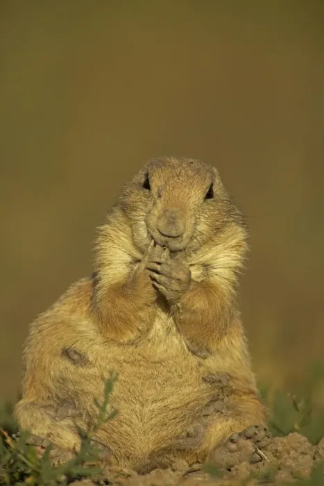 Framed Print : Blacktail Prairie Dog - with hand to mouth - Wyoming - USA Framed Print : Blacktail Prairie Dog - with hand to mouth - Wyoming - USA