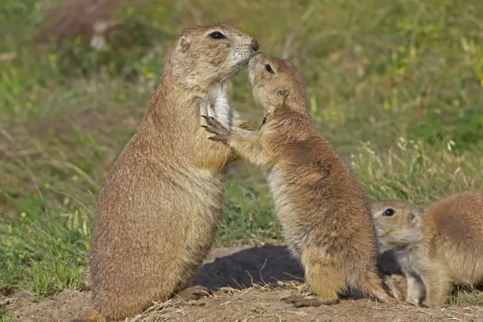 Framed Print : Blacktail Prairie Dog - pair embracing - Wyoming - USA Framed Print : Blacktail Prairie Dog - pair embracing - Wyoming - USA