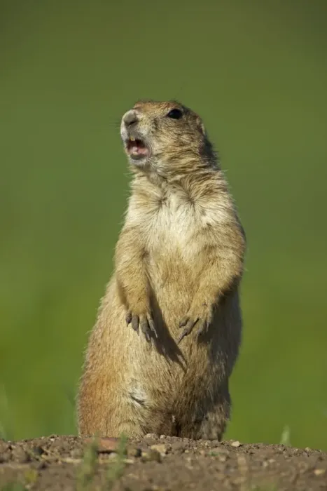 Framed Print : Blacktail Prairie Dog - standing on hind legs with mouth open - Wyoming - USA Framed Print : Blacktail Prairie Dog - standing on hind legs with mouth open - Wyoming - USA