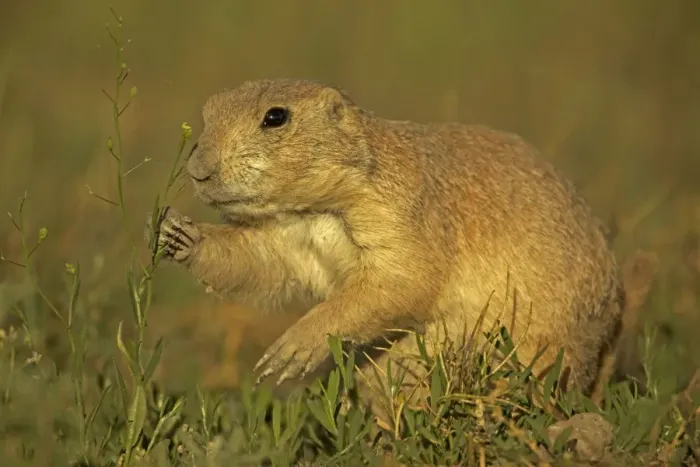 Framed Print : Blacktail Prairie Dog - Wyoming - USA Framed Print : Blacktail Prairie Dog - Wyoming - USA
