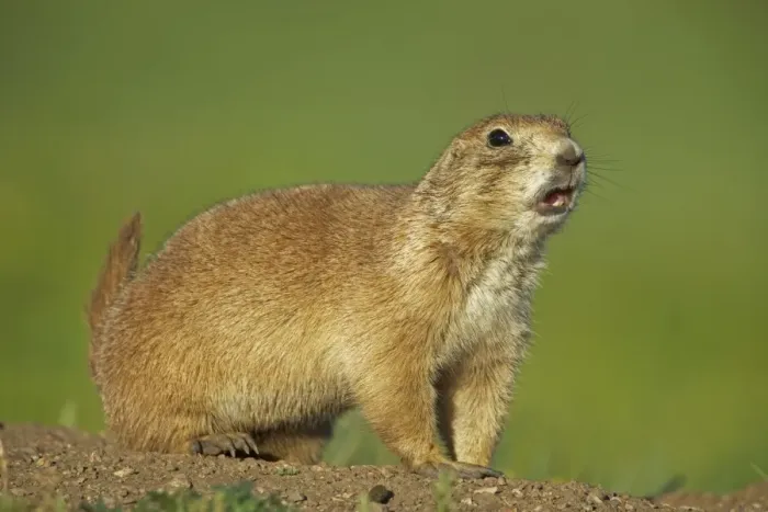 Framed Print : Blacktail Prairie Dog - Wyoming - USA Framed Print : Blacktail Prairie Dog - Wyoming - USA