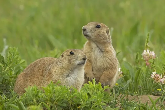 Framed Print : Blacktail Prairie Dog - Wyoming - USA Framed Print : Blacktail Prairie Dog - Wyoming - USA