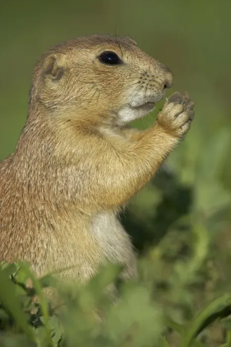 Framed Print : Blacktail Prairie Dog - Wyoming - USA Framed Print : Blacktail Prairie Dog - Wyoming - USA