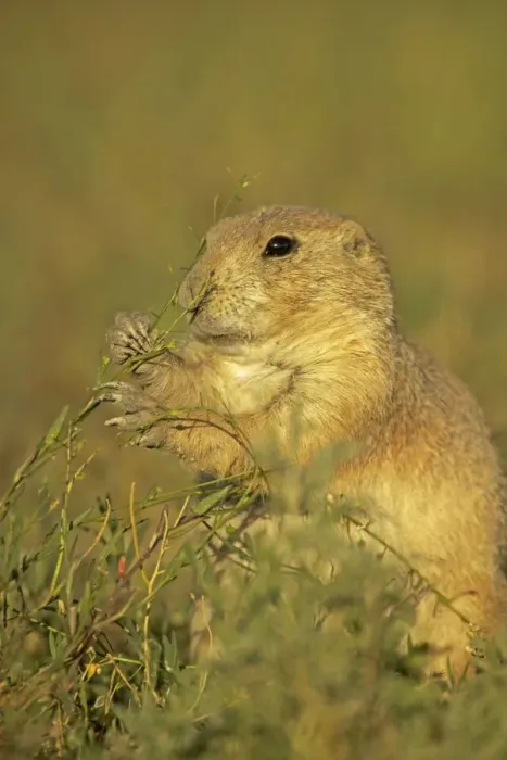 Framed Print : Blacktail Prairie Dog - Wyoming - USA