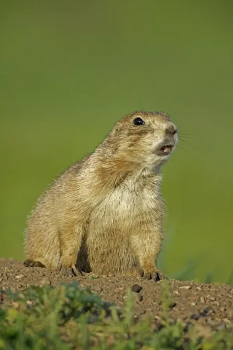 Framed Print : Blacktail Prairie Dog - Wyoming - USA Framed Print : Blacktail Prairie Dog - Wyoming - USA