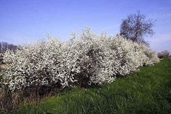 Blackthorn - in blossom