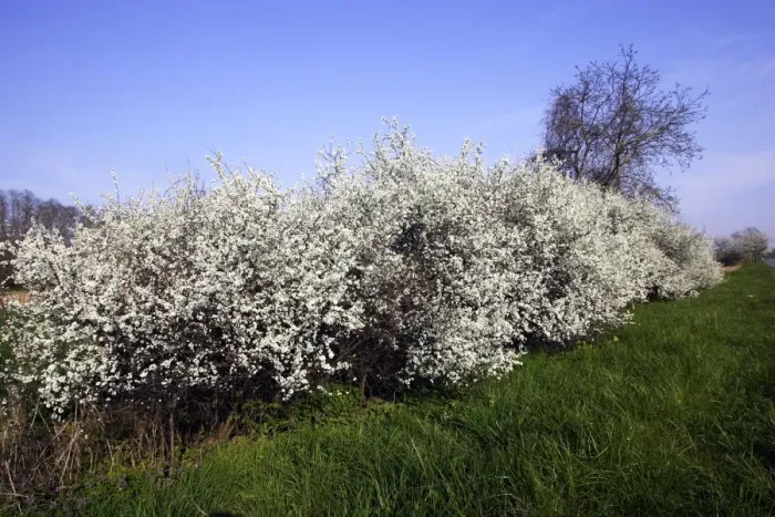 Framed Print : Blackthorn - in blossom Framed Print : Blackthorn - in blossom