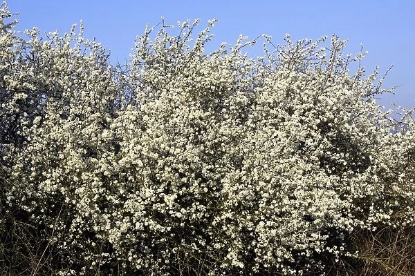 Blackthorn - in blossom Alsace France