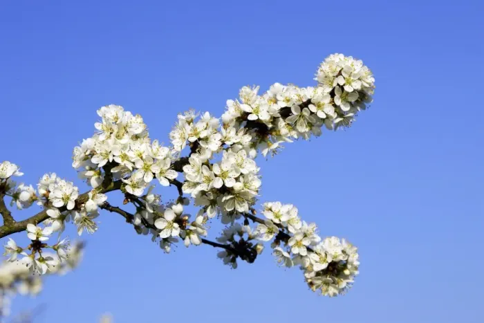 Framed Print : Blackthorn - in blossom Alsace France Framed Print : Blackthorn - in blossom Alsace France