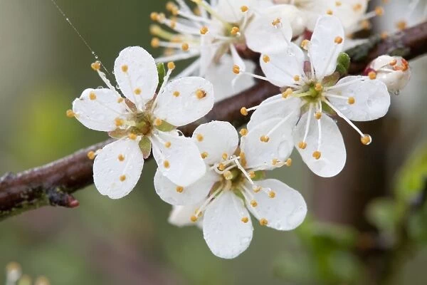 Blackthorn Blossom - Cornwall -UK
