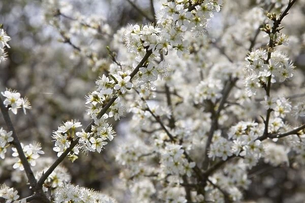 Blackthorn - Blossom in spring - Wiltshire - England - UK