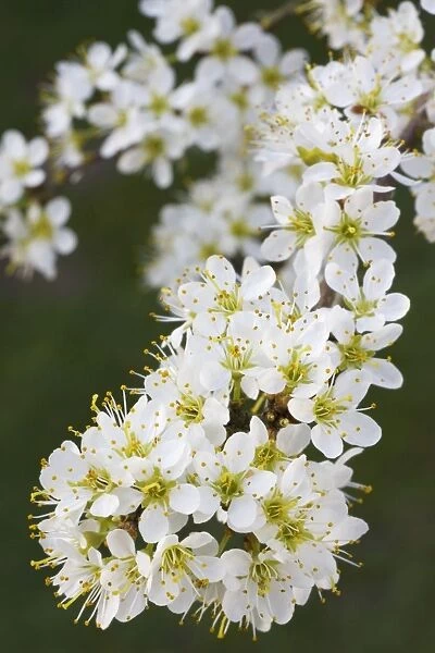 Blackthorn branch with flowers - in spring