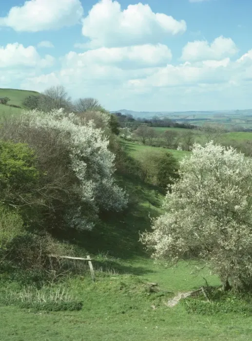 Framed Print : Blackthorn - on Egerdon Hill (NT) - West Dorset Framed Print : Blackthorn - on Egerdon Hill (NT) - West Dorset