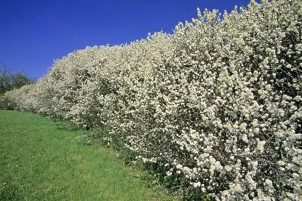 Blackthorn - hedge, flowering in April, Hessen, Germany