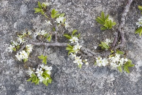 Blackthorn (Prunus spinosa) in flower on limestone pavement, Scar Close NNR, North Yorkshire