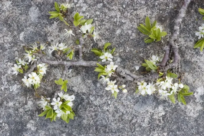 Framed Print : Blackthorn (Prunus spinosa) in flower on limestone pavement, Scar Close NNR, North Yorkshire Framed Print : Blackthorn (Prunus spinosa) in flower on limestone pavement, Scar Close NNR, North Yorkshire