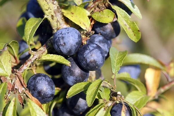 Blackthorn  /  Sloe - fruits. France
