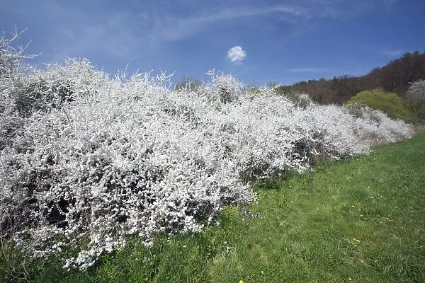 Blackthorn  /  Sloe - hedge in blossom - Lower Saxony - Germany