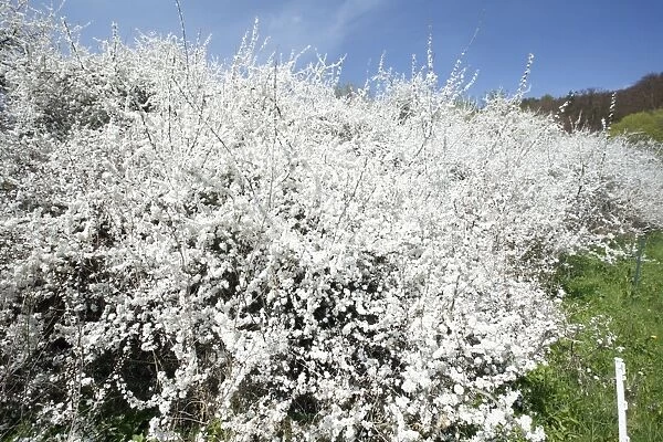Blackthorn  /  Sloe - hedge in blossom - Lower Saxony - Germany
